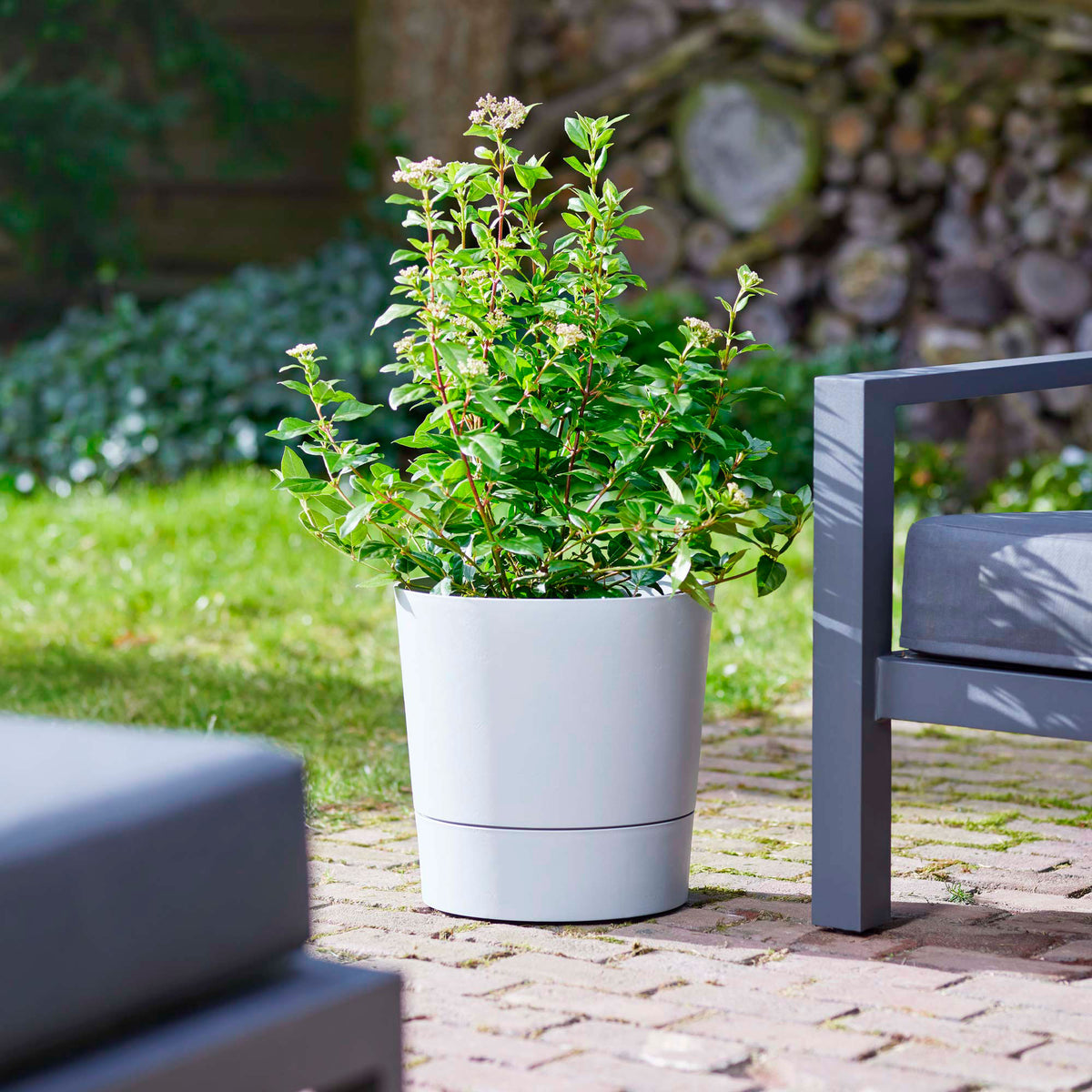 Viburnum 'Eve Price' White-Red - Hardy plant