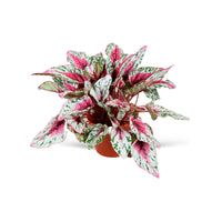 Painted-leaf Begonia 'Maui Sunset'