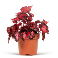 Painted-leaf Begonia 'Inca Night'