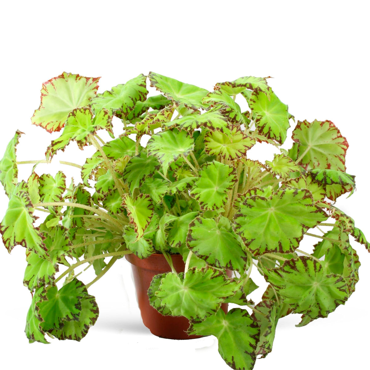 Painted-leaf Begonia 'Lima Love'