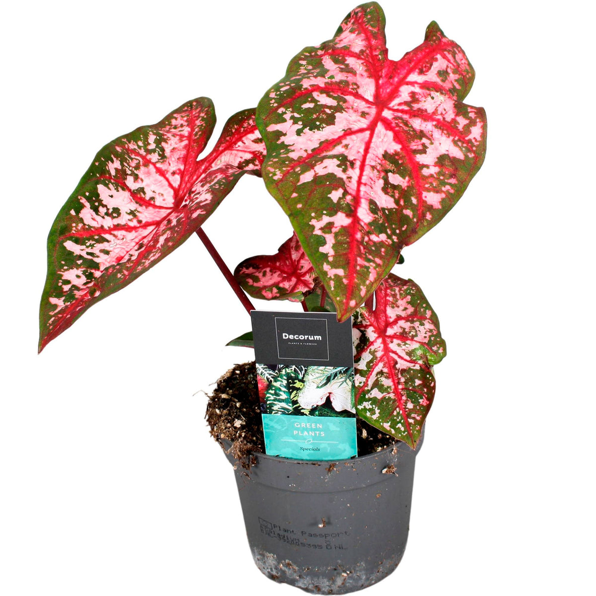 Caladium 'Carolyn Whorton'