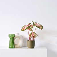 Caladium 'Tapestry'