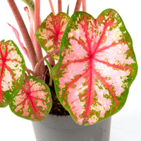 Caladium 'Tapestry'