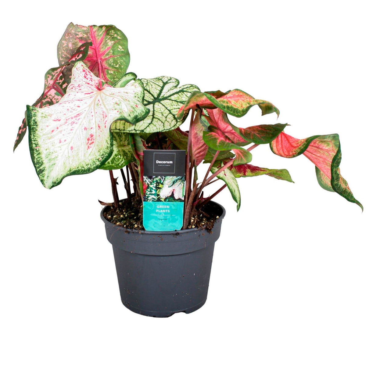 Caladium 'Carnaval Surprise'