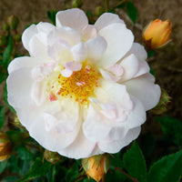 Climbing rose Rosa 'Ghislaine de Féligonde'® Orange-White - Hardy plant