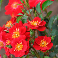 Rose Rosa 'Amulet Mella'® Red - Hardy plant