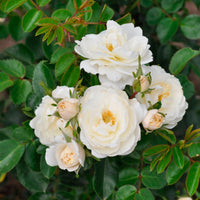 Rose Rosa 'Crystal Mella'® White - Hardy plant