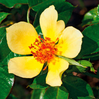 Rose Rosa 'Ducat Mella'® Yellow - Hardy plant