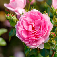 Climbing rose Rosa 'Ozeana'® Purple - Hardy plant