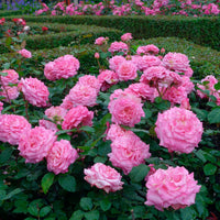 Large-flowered rose Rosa 'Romina'® Pink - Hardy plant