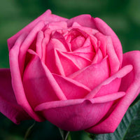 Large-flowered rose Rosa 'Romina'® Pink - Hardy plant