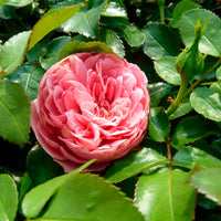 Standard Tree Rose Rosa 'Leonardo Da Vinci'® Pink - Bare rooted - Hardy plant