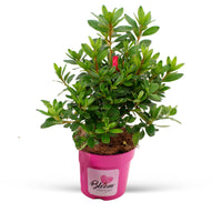 Azalea Rhododendron 'Bloomchampion' Red - Hardy plant