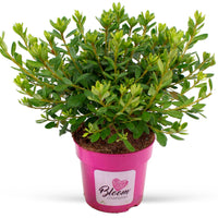 Azalea Rhododendron 'Bloomchampion' White - Hardy plant