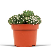Ball Cactus Echinopsis oxygona