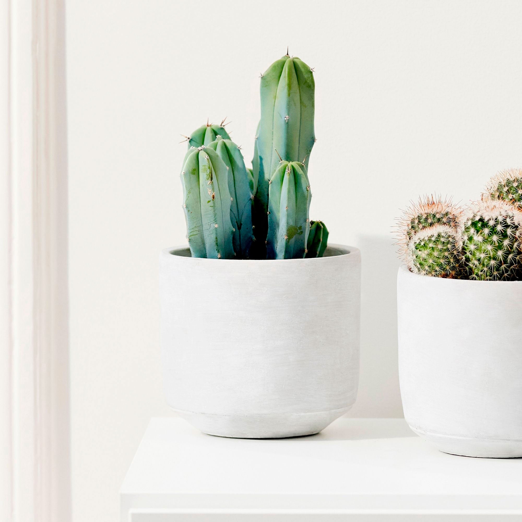 Buy house plants now Columnar cactus Myrtillocactus geometrizans