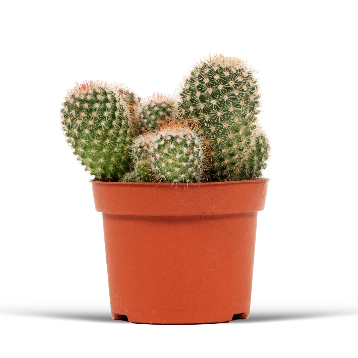 Ball Cactus Mammillaria spinosissima