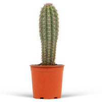 Columnar Cactus Pachycereus pringlei