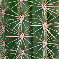 Columnar Cactus Pachycereus pringlei