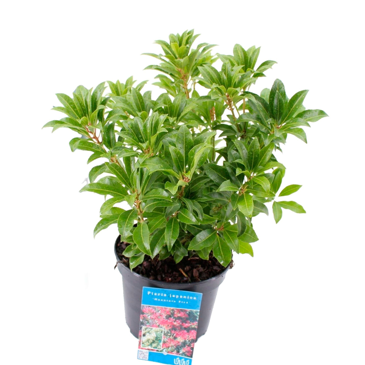 Pieris 'Mountain Fire' Red-White - Hardy plant