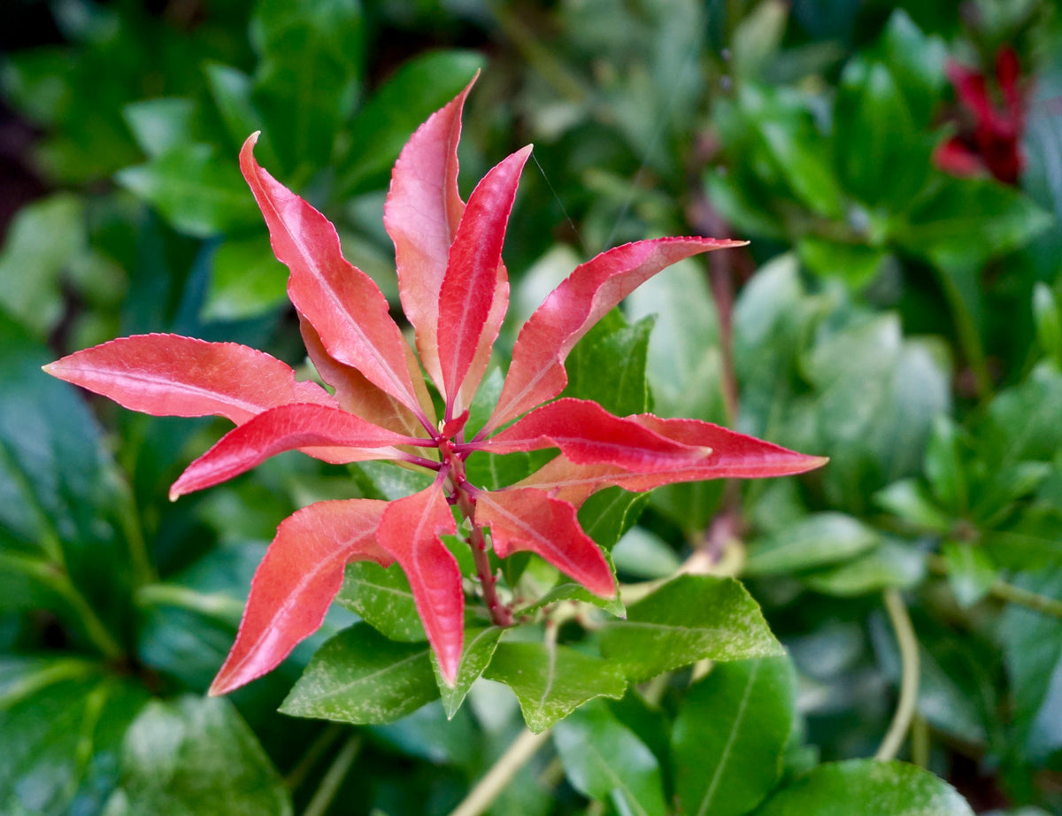 Pieris 'Mountain Fire' Red-White - Hardy plant