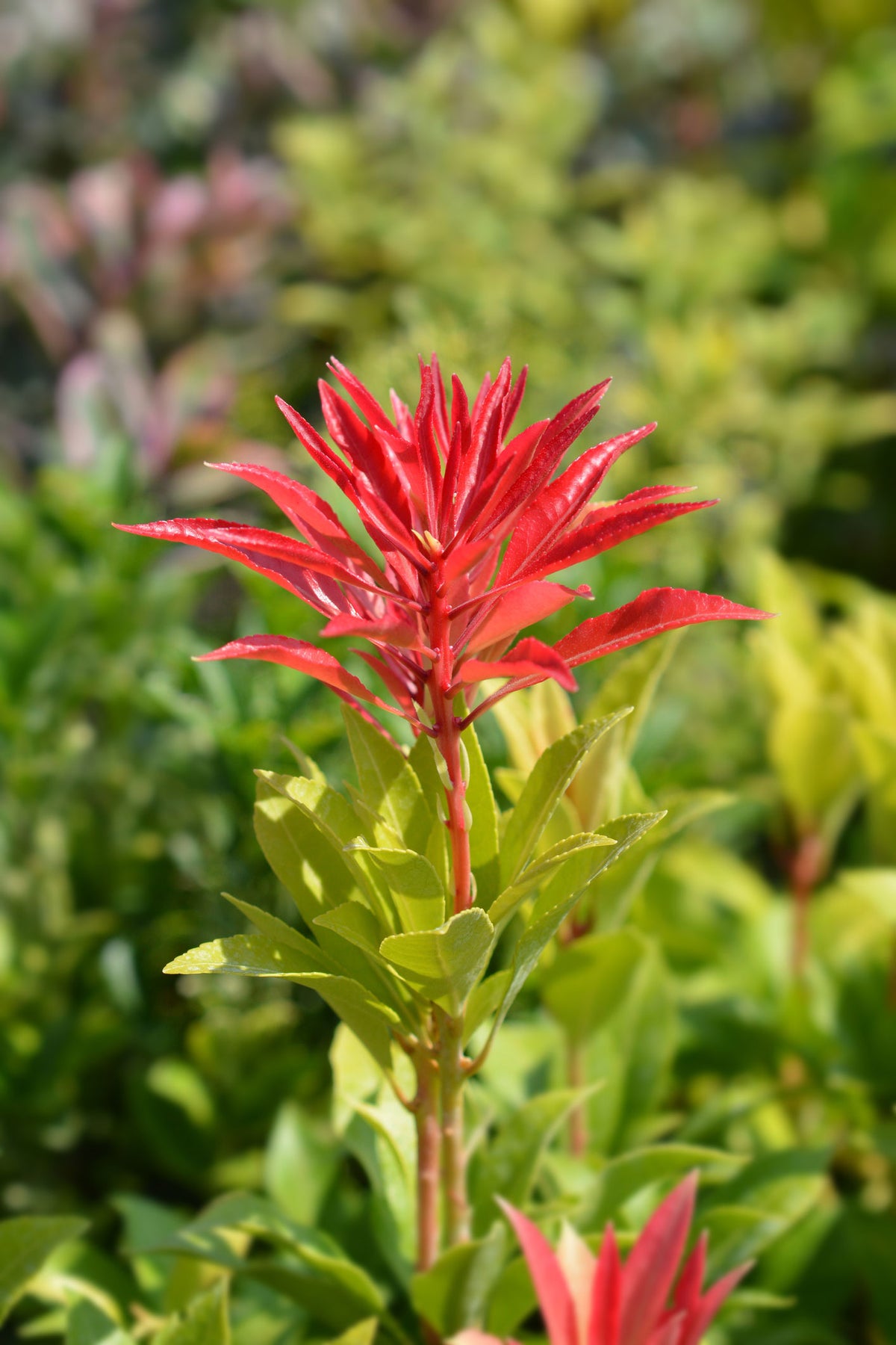 Pieris 'Mountain Fire' Red-White - Hardy plant