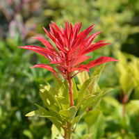 Pieris 'Mountain Fire' Red-White - Hardy plant