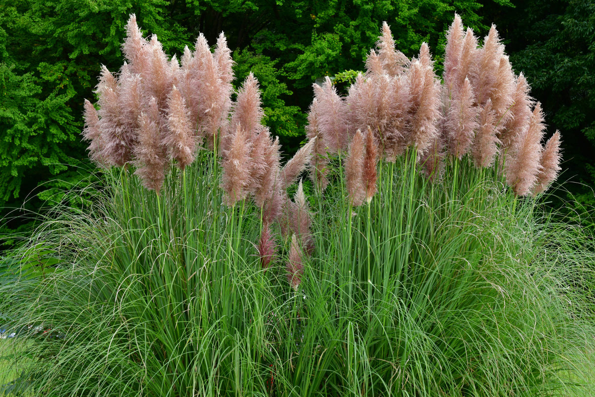 Pampas grass Cortaderia 'Pink Feathers' White-Pink - Hardy plant