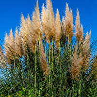 Pampas grass Cortaderia 'Pumila' White - Hardy plant