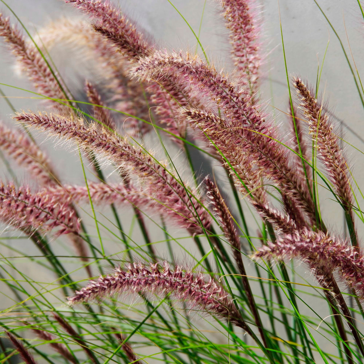 Fountain Grass Pennisetum 'Red Head' Brown-Purple - Hardy plant