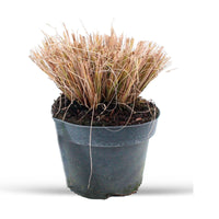 Fountain Grass Pennisetum 'Viridescens' Brown-Purple - Hardy plant