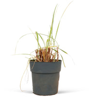 Fountain Grass Pennisetum macrourum Brown-Purple-White - Hardy plant