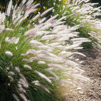 Fountain Grass Pennisetum 'Fairy Tails' Brown-Purple-White - Hardy plant