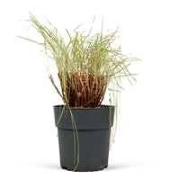 Fountain Grass Pennisetum 'Fairy Tails' Brown-Purple-White - Hardy plant