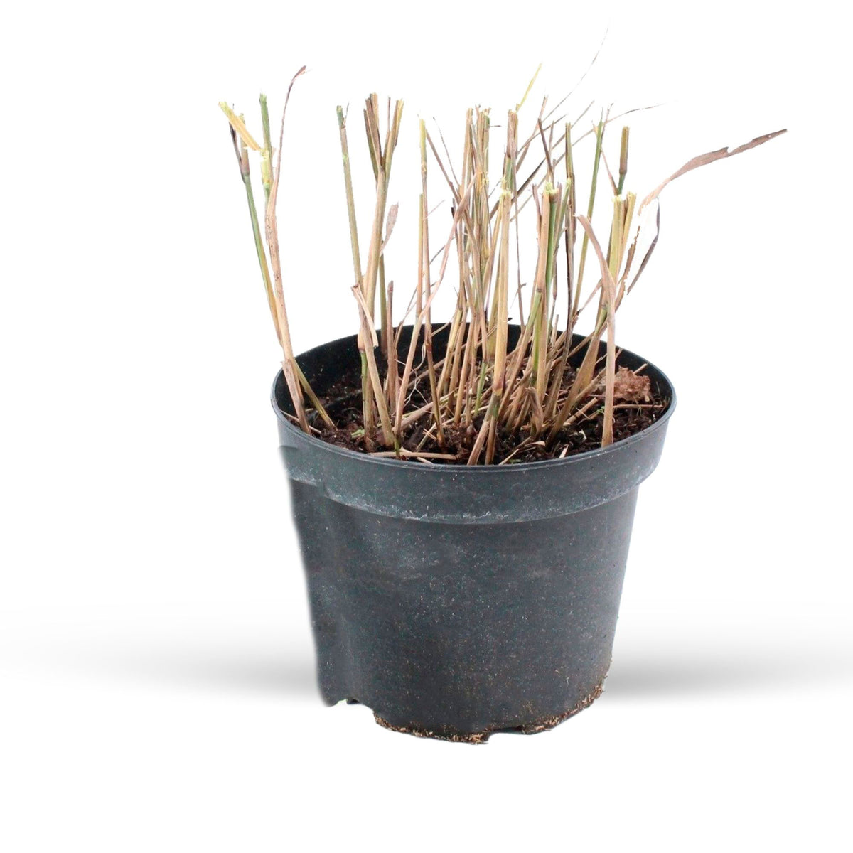 Fountain Grass Pennisetum 'Flamingo' Brown-Purple-Pink - Hardy plant