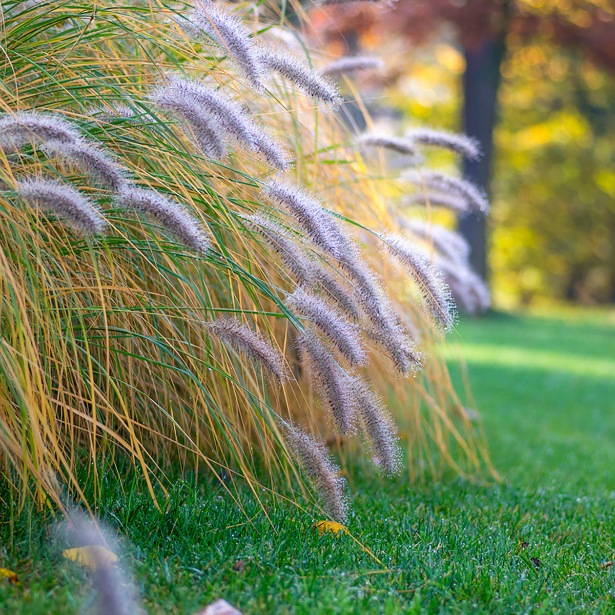 Fountain Grass Pennisetum 'Flamingo' Brown-Purple-Pink - Hardy plant