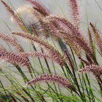 Fountain Grass Pennisetum 'Flamingo' Brown-Purple-Pink - Hardy plant