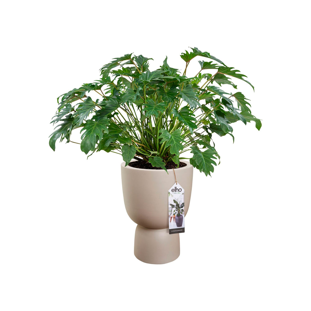 Elho Pure Coupe Beige - Indoor and outdoor pot Beige