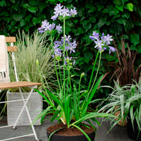 African lily Agapanthus 'Charlotte' Blue - Hardy plant