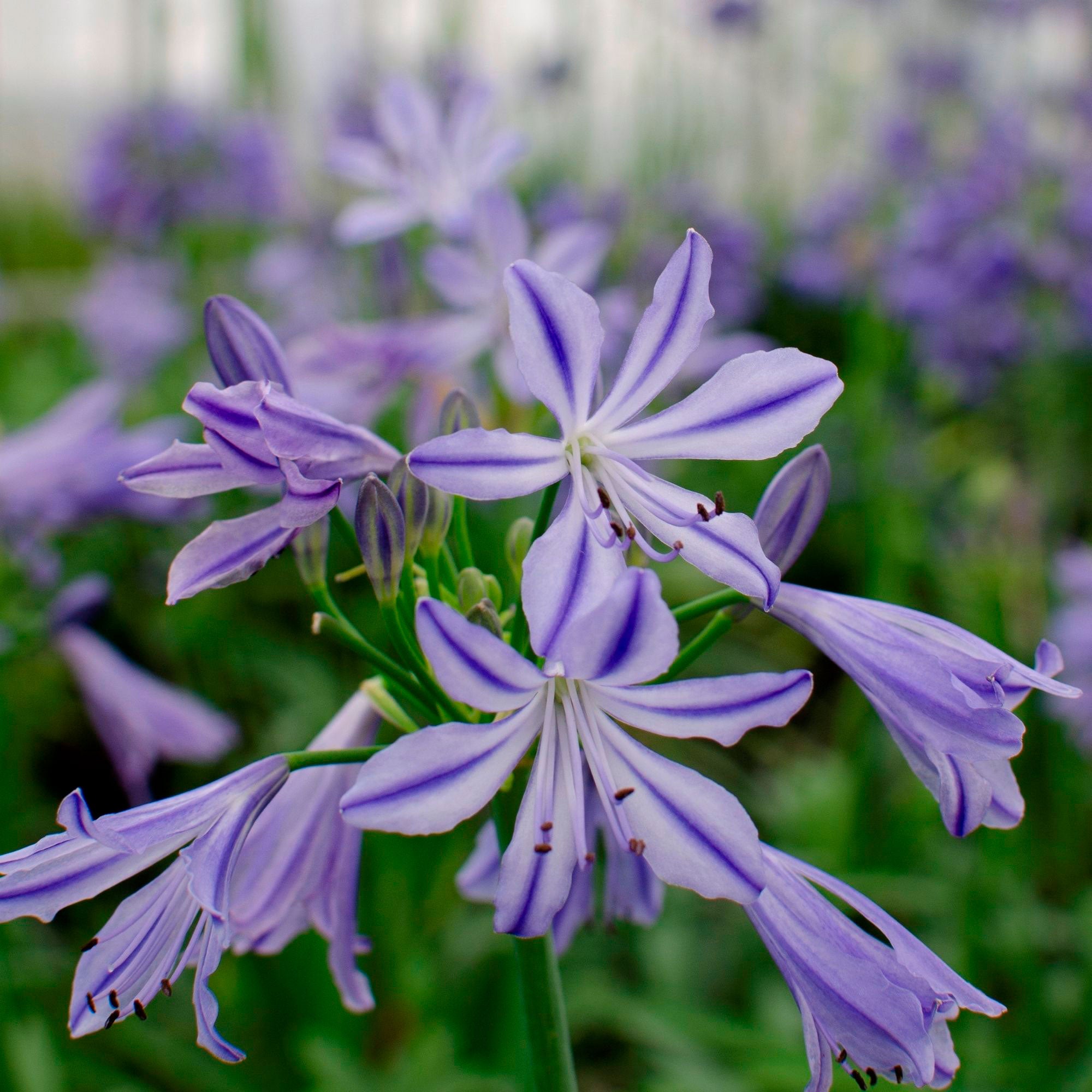 Buy hardy perennial African lily Agapanthus 'Charlotte' Blue