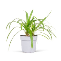 African lily Agapanthus 'Charlotte' Blue - Hardy plant