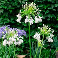 African lily Agapanthus 'Fireworks' Purple-White - Hardy plant