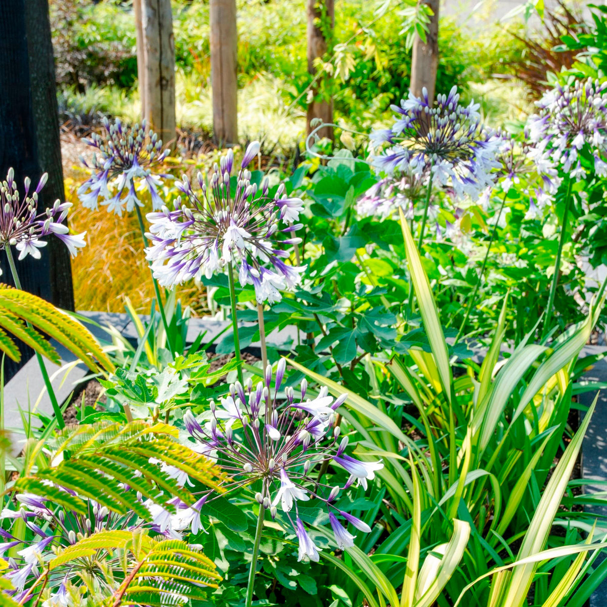 African lily Agapanthus 'Fireworks' Purple-White - Hardy plant