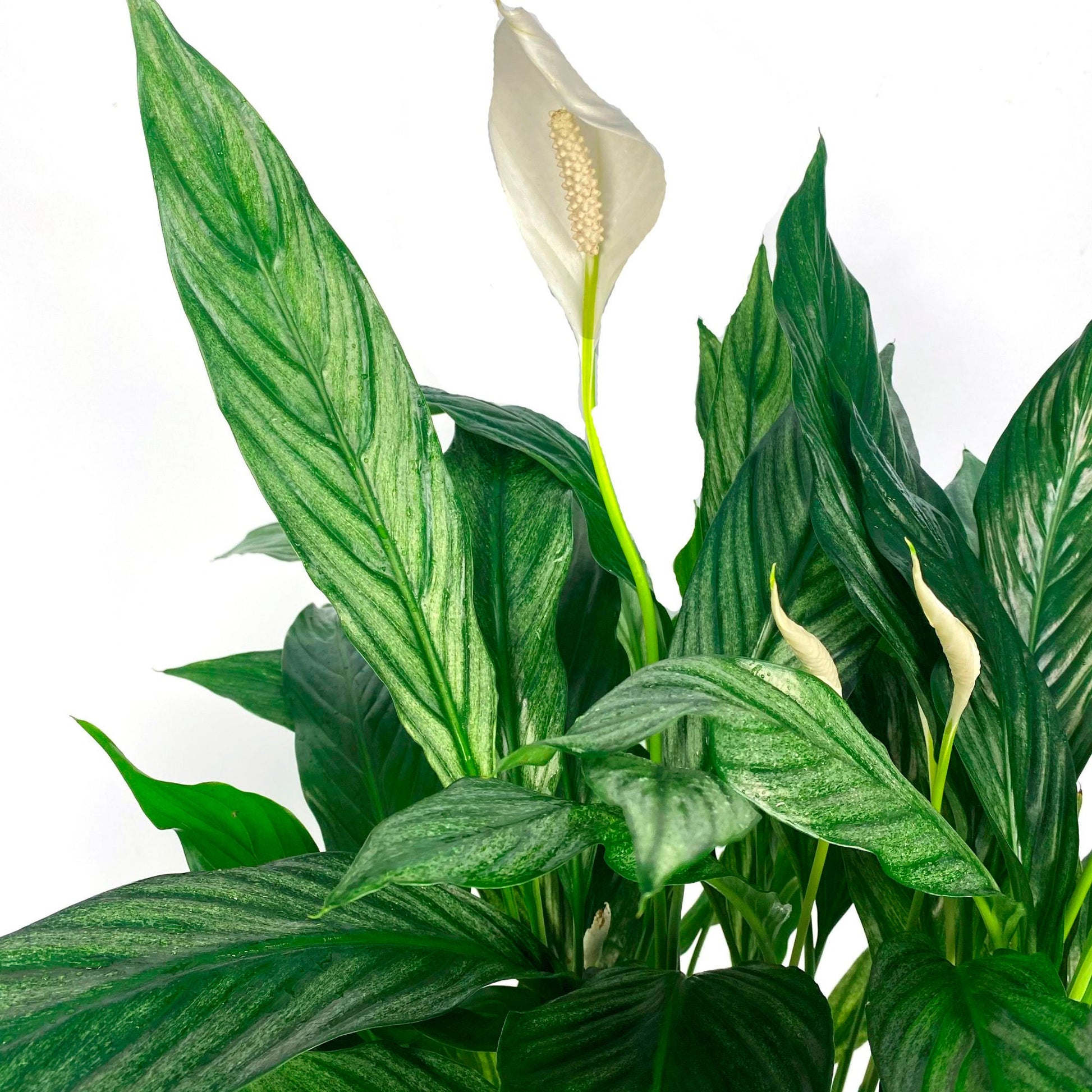 silver cupido peace lily Peace lily Spathiphyllum 'Silver Cupido' White