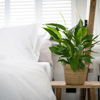 Peace lily Spathiphyllum 'Silver Cupido' White