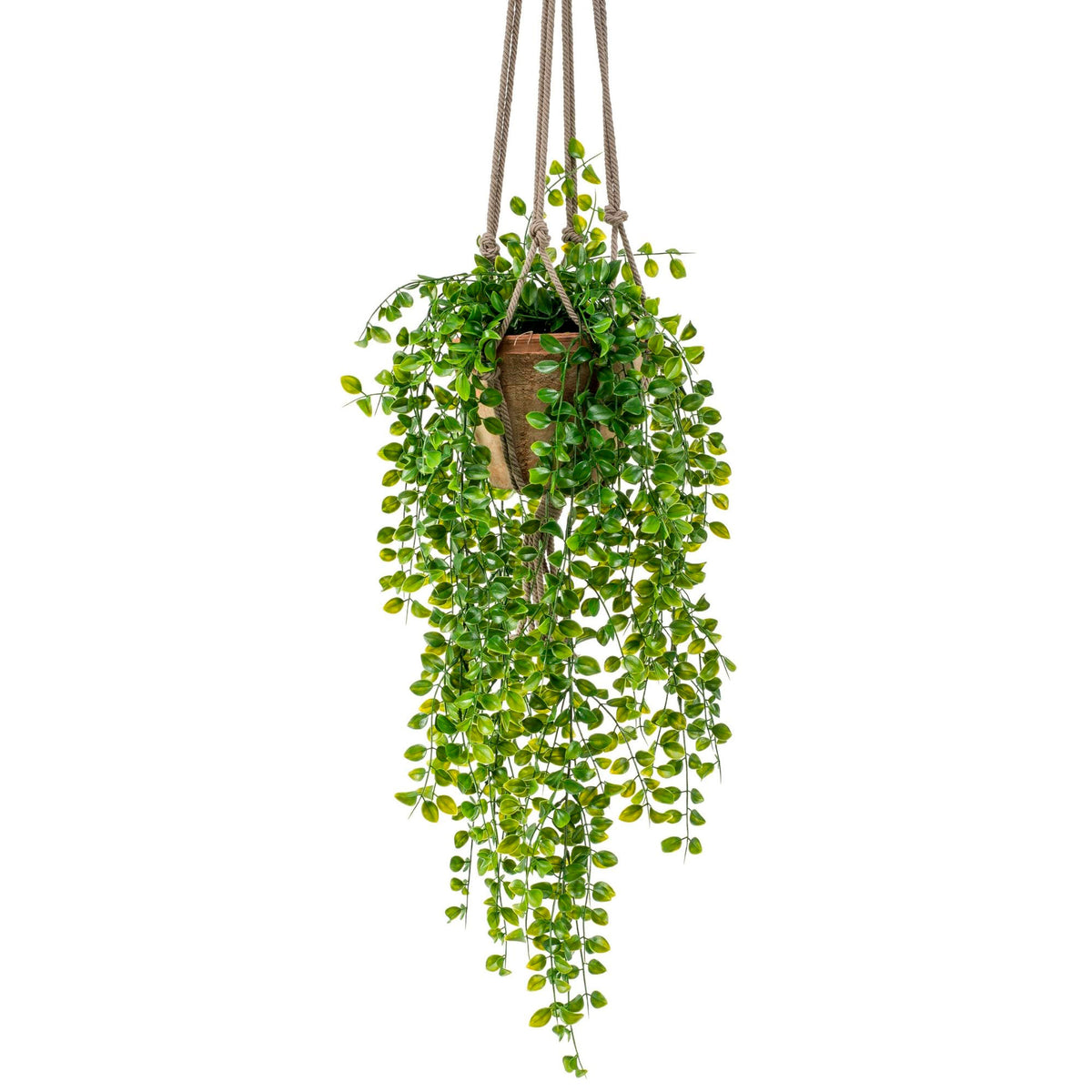 Artificial plant Ficus pumila incl. decorative pot