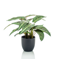 Artificial plant Calathea zebrina incl. decorative pot