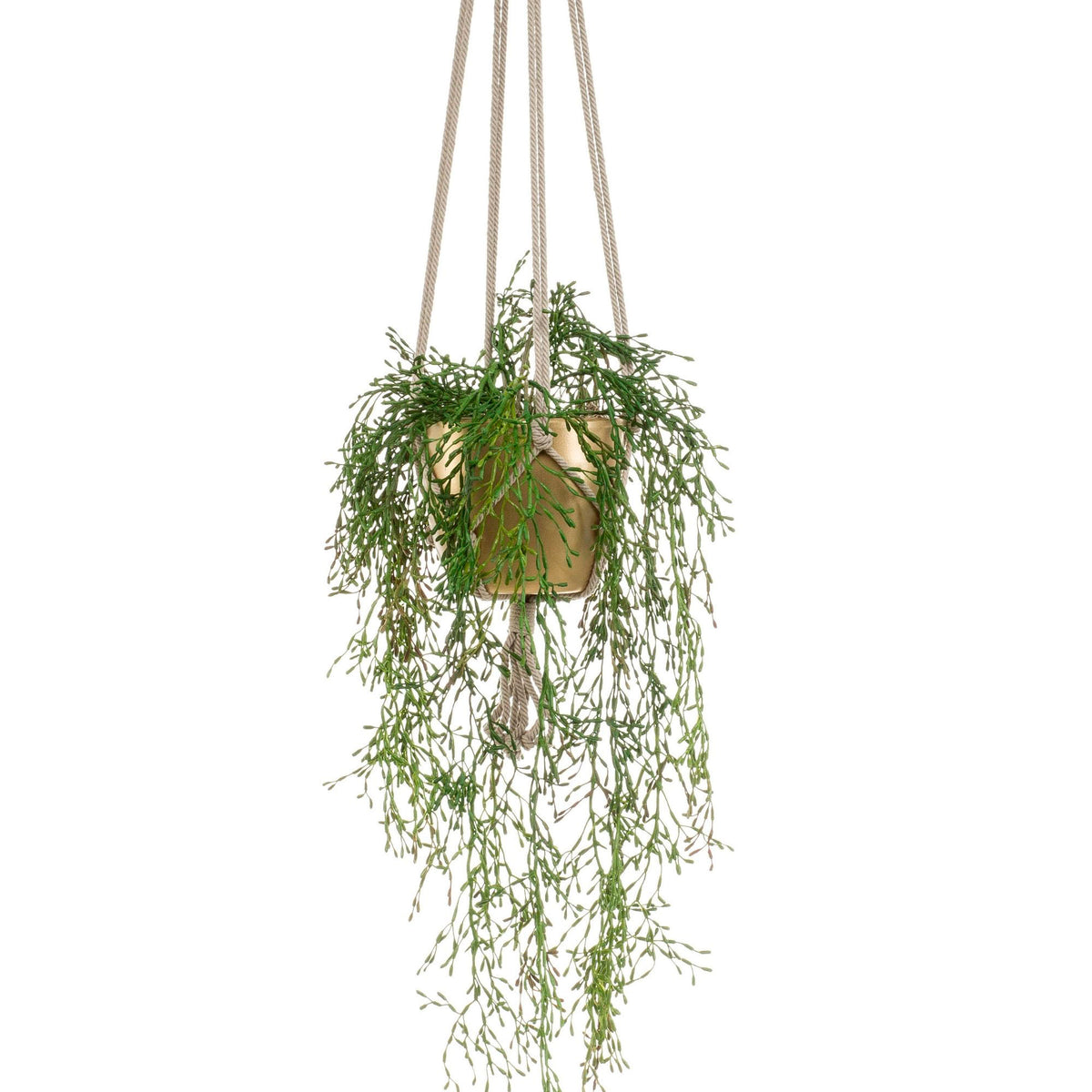 Artificial plant Rhipsalis vine incl. decorative pot