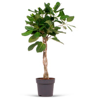 African Fig Tree Ficus  benghalensis 'Audrey'