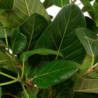 African Fig Tree Ficus  benghalensis 'Audrey'